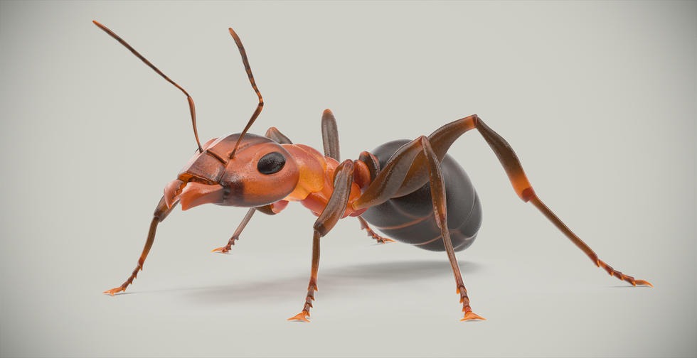 Ant 3D Model Poses