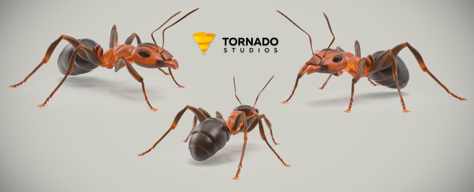 Ant 3D Model