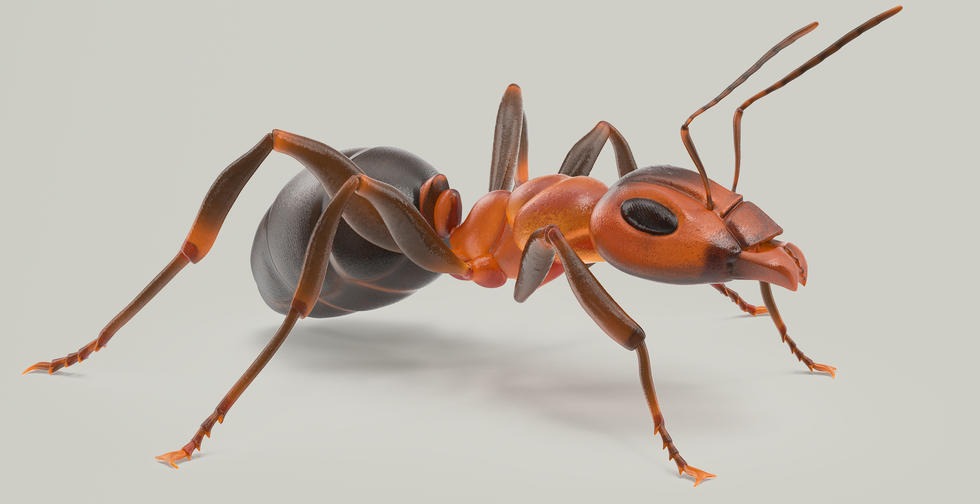 Ant 3D Model Wireframe