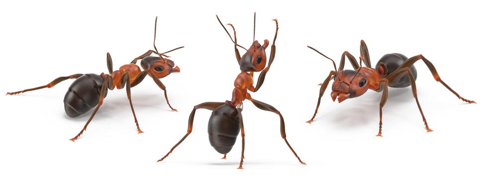 Ant 3D Model Pose