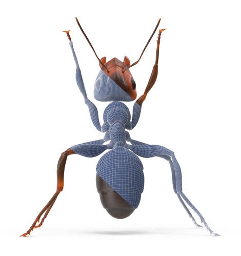 Ant 3D Model Wireframe