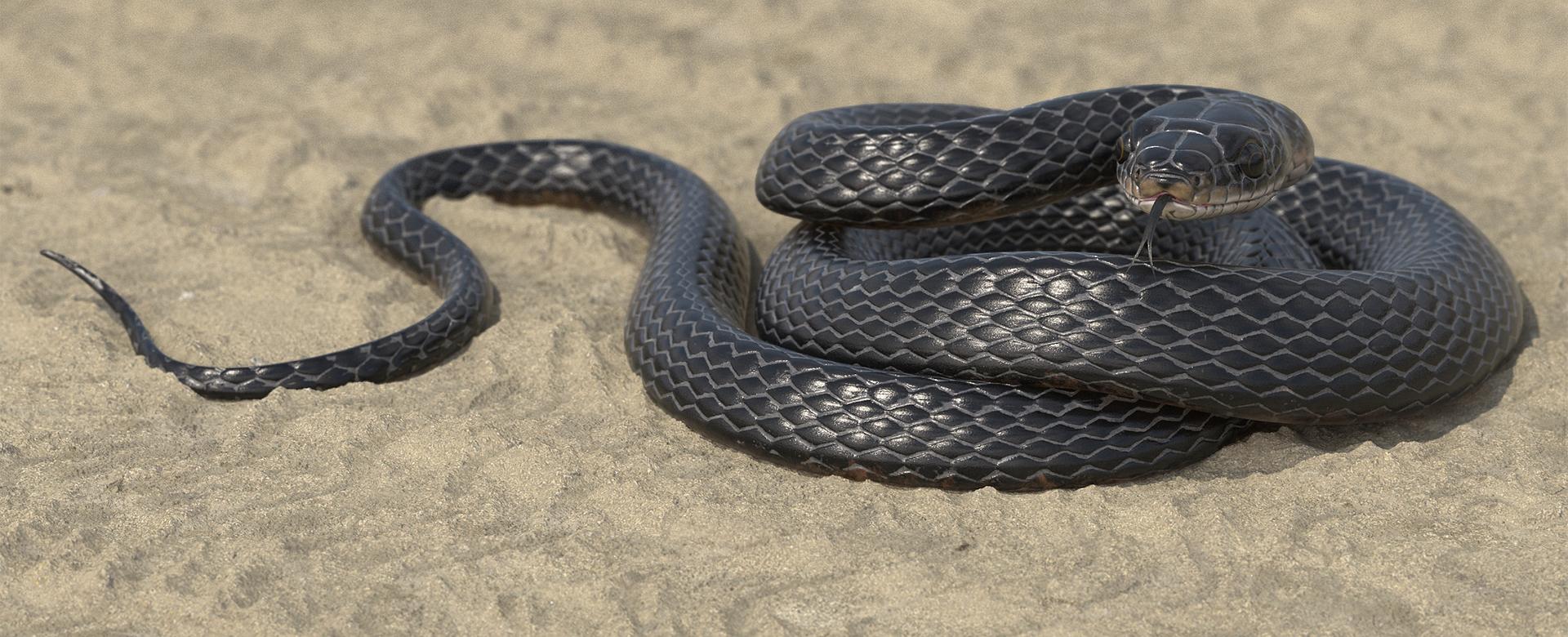 Black Snake Beauty Shot
