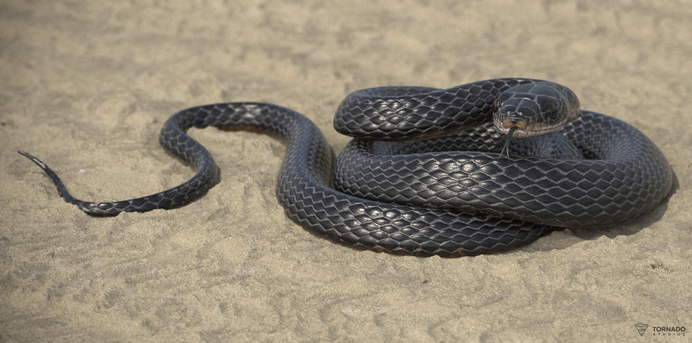 Black Snake Textures Preview