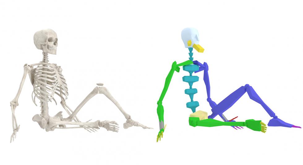 Female Skeleton 3D Model Rigged