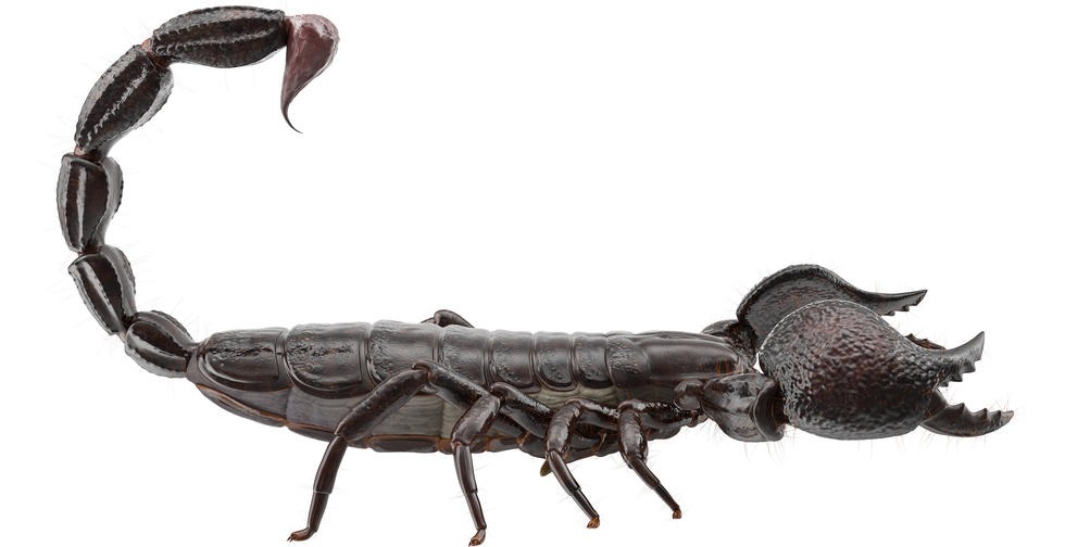 Scorpion Beauty Shot