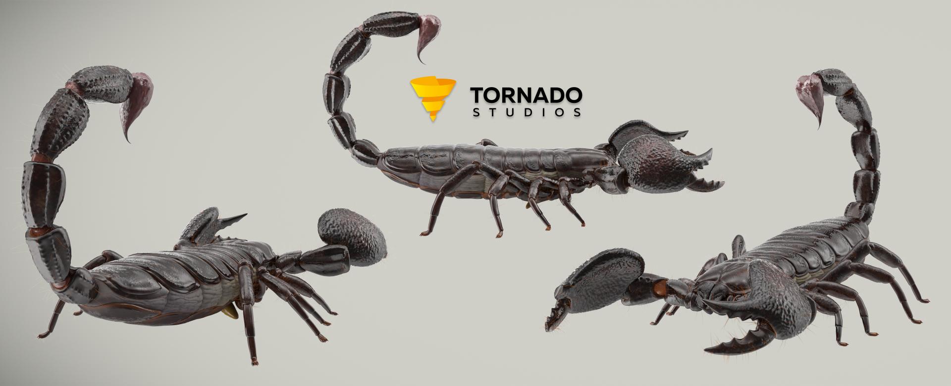 Scorpion Side