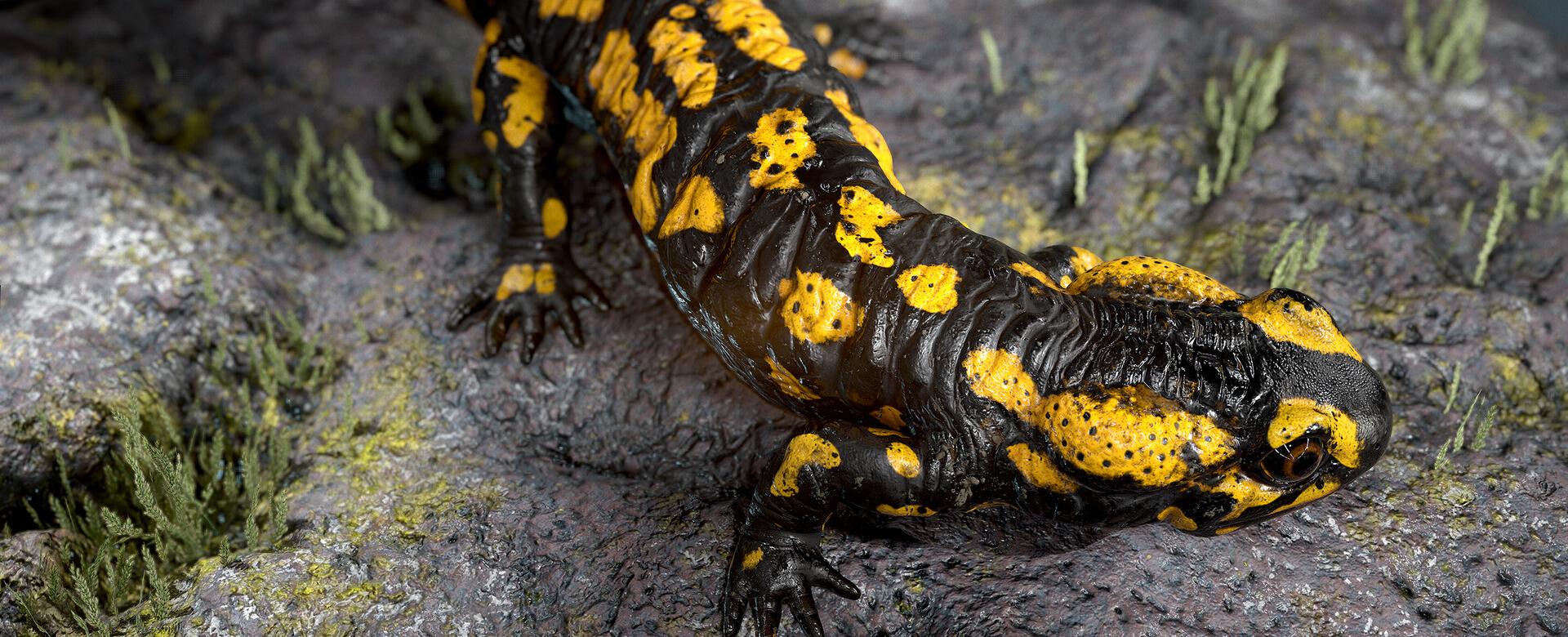 todor-kolev-salamander1