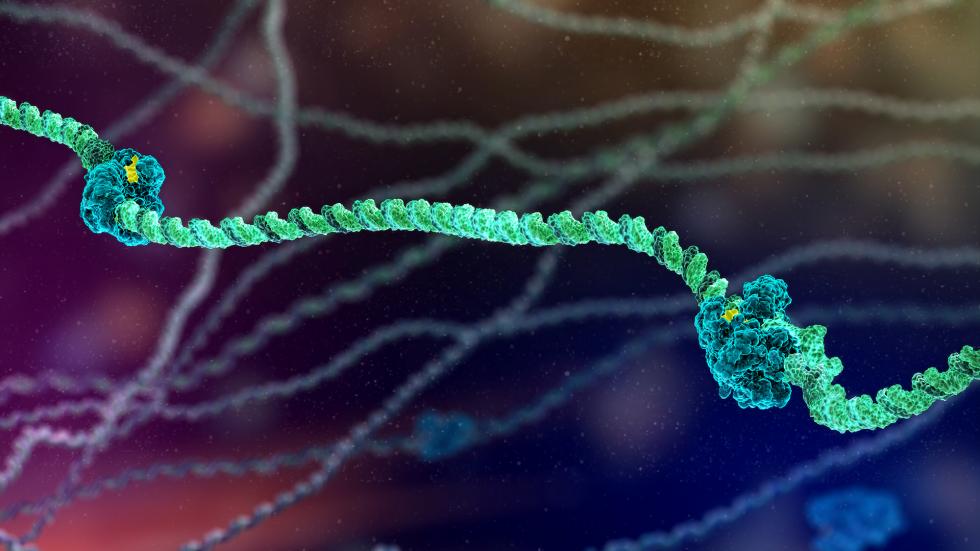 HBV and HPV Viruses 3D